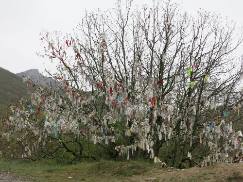 деревья в крыму фото